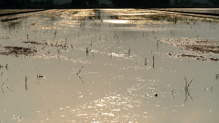 Thai Rice Farms and Fields 