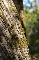 Green moss on the old tree's bark. Russian forest