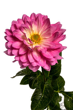Flowers dahlias on a white background