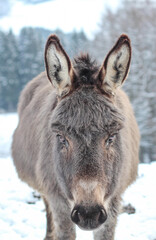 portrait of a gray donkey