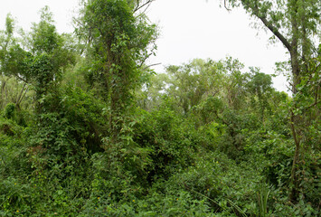 Natural background. View of the green plants foliage in the tropical rainforest. 