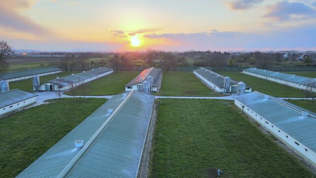 Chicken house farm during sunrise, organic food industry meat eggs production in a green eco sustainable country side