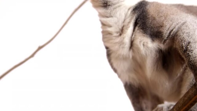 Lemur close up on white background eating - negative space for copy