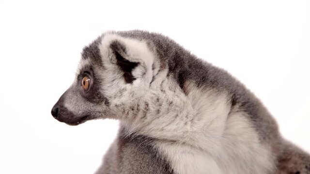 Lemur close up face on white background