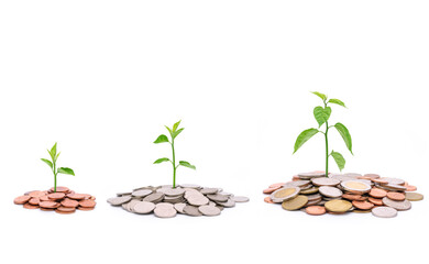 Coins and plants are planted on a pile of coins. Ideas for investment finance Banking business growth, savings and productivity on white background