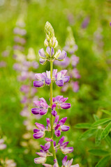 Lupine (center)