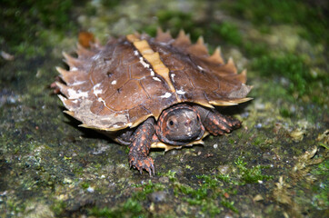 Spiny turtle (Heosemys spinosa)  on the rock with green moss.