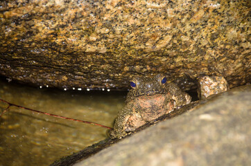 Giant jungle toad or River Toad , Asian giant toad (Phrynoidis aspera), wildlife,Thailand