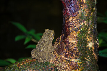 Giant jungle toad or River Toad , Asian giant toad (Phrynoidis aspera), wildlife,Thailand