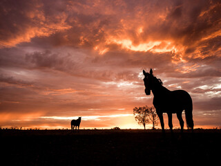 Horses into the sunset