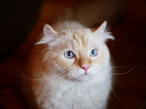 portrait of a cat