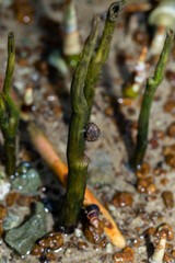 Hermit crabs are feeding on the branch of mangrove tree at the wetland on the island in Thailand, sea life macro photography, Hermit Crab Close up Taken Photography.