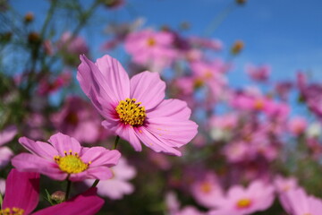Fototapeta premium コスモス11