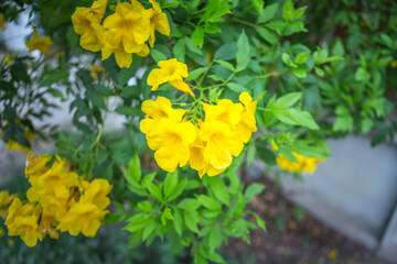 Bright yellow flowers Flower of thailand