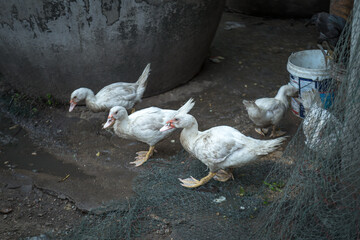 A large number of local white ducks, native to Thailand.