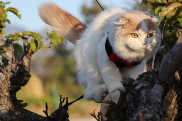 木登り猫　自然の中で駆け上がる