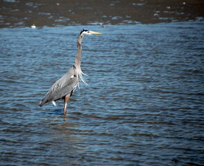 Blue heron hunting at Birch Bay park