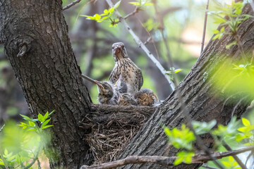 Thrush fieldfare feeding chicks with earthworms. Thrush, Turdus pilaris, with new born babies in the nest.