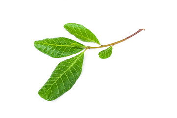 Anacardium occidentale leaves isolated on white background.