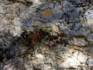 Light and shadow, a pattern created by sunlight passing through the branches of trees on a rock in a nature park in the mountains.