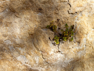 Light and shadow, a pattern created by sunlight passing through the branches of trees on a rock in a nature park in the mountains.