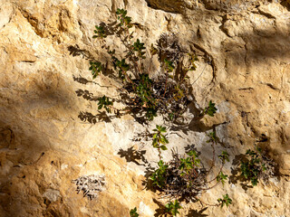 Light and shadow, a pattern created by sunlight passing through the branches of trees on a rock in a nature park in the mountains.