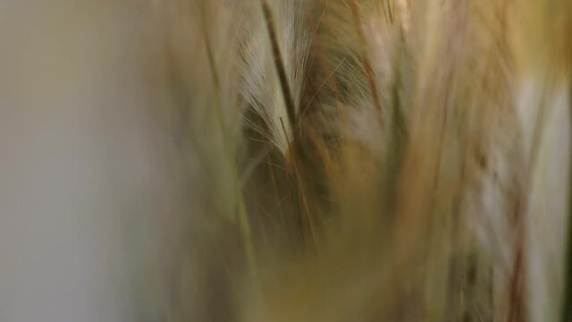 Macro close up of wheats and other plants blowing in the wind