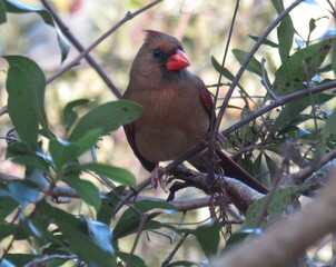 cardinal in the Florida