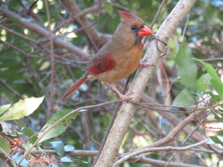 cardinal in the Florida
