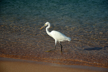 White heron in Egypt, Sharm El Sheikh