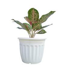 Aglaonema,Chinese Evergreen(ARACEAE) in pot is a beautiful and auspicious ornamental plant.Isolate on white background.