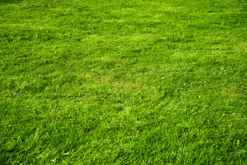 texture green juicy fresh grass as background on a sunny day