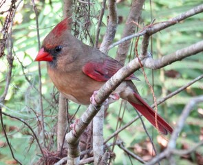 cardinal in the Florida