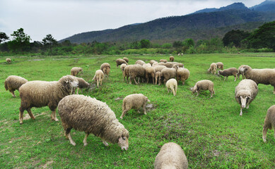 Obraz premium sheeps grazing in country green field