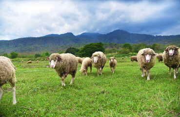 Obraz premium sheeps grazing in country green field