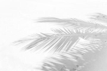 Ombre de palmes de cocotier sur plage des Seychelles 