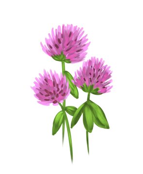 Isolated bitmap image of pink clover flower with leaves. Botanical illustration. Digital oil simulation. Design of wallpaper, fabrics, textiles, packaging, gift paper, posters, weddings.
