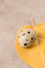 Still life. Quail egg on a leaf on a textured background. Rustic. Easter celebration concept.