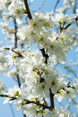 White cherry flowers on the blue sky background