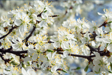 White cherry flowers blooming in the early spring