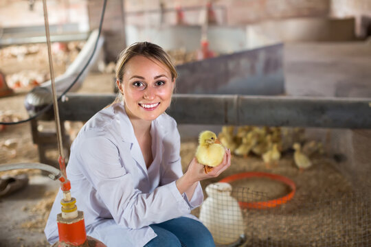 Smiling young female veterinarian in white coat holding little duckling in hands on poultry farm.