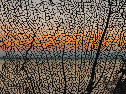 coral sunset