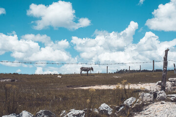 donkey over mexican landscape