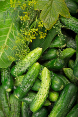 organic products, healthy food, harvesting for future use, pickling vegetables, pickling cucumbers. lot of young cucumbers as background