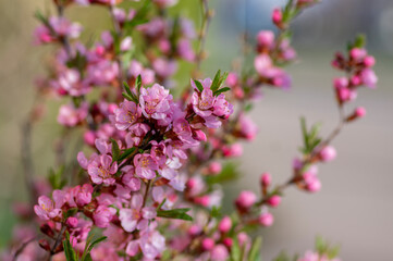 Prunus tenella dwarf Russian Almond pink flowers in bloom, beautiful ornamental plant in bloom