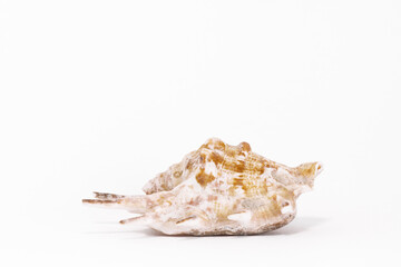 Seashell isolated on white background