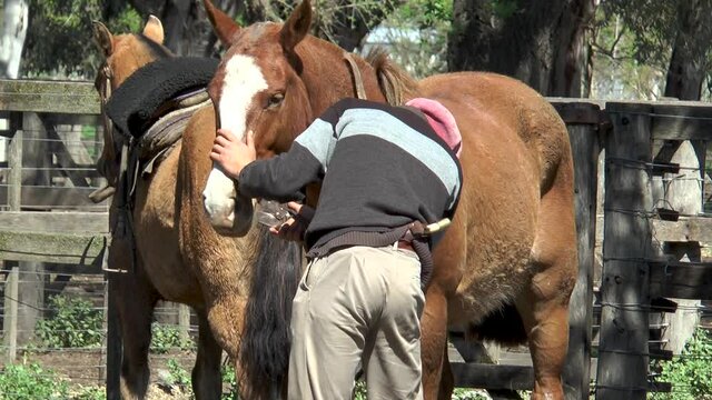 Mantenimiento de pelaje de caballo. Paisano argentino cortando las crines de caballo. Mantenimiento de pelo equino