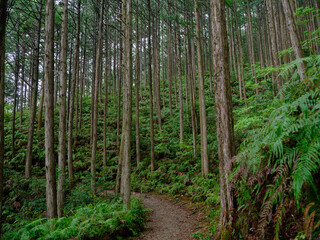 熊野古道