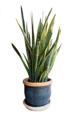 Sansevieria laurentii (Dracaena trifasciata, mother in law tongue, snake plant) in a pot isolated on white background.