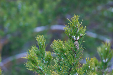 Close-up of a beautiful pine branch with a pine cone. Christmas pine wallpaper. Copy space. Natural background.